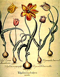 لاله دیدیِر - لاله باغی